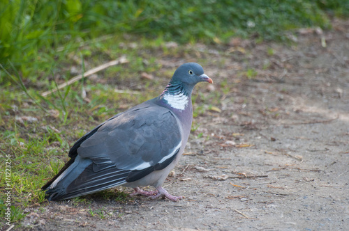 pigeon in the nature