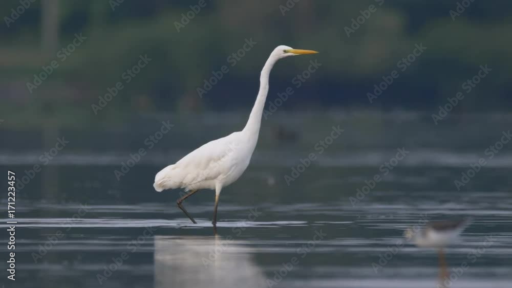 Great egret (Ardea alba) striding across the lake Great egret (Ardea alba) striding across the lake