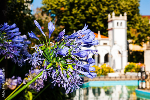 flor de coimbra
