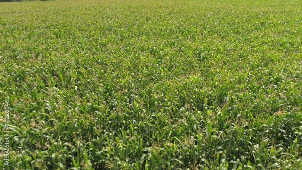 Close drone flight over green maize field and high quality aerial of beautiful green landscape - pure nature, healthy time to relax - 4K Close drone flight over green maize field and high quality aerial of beautiful green landscape - pure nature, healthy time to relax - 4K