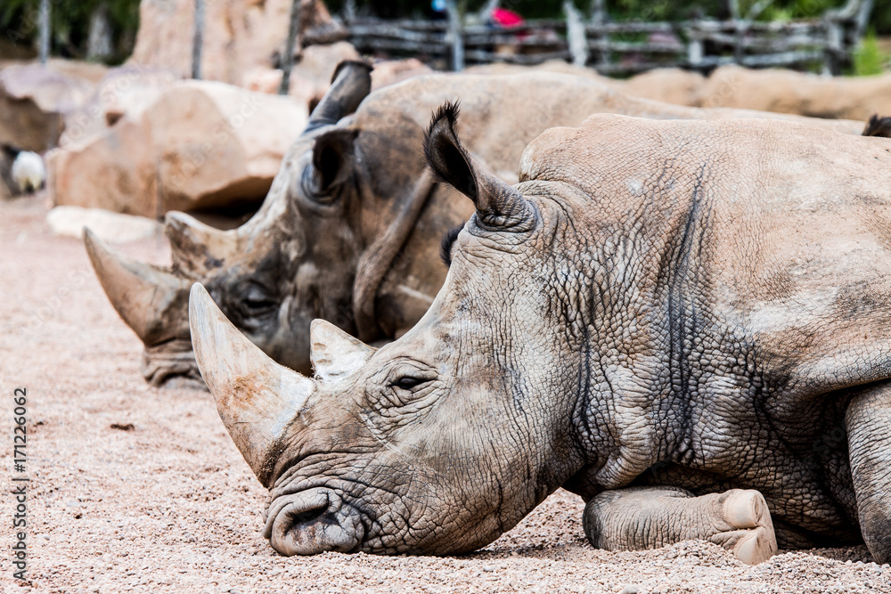 Obraz premium rinocerontes