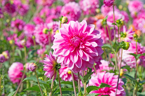 Fototapeta Naklejka Na Ścianę i Meble -  Dahlien, Dahlias