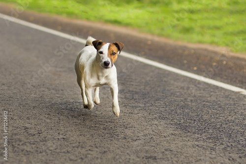 Jack Russell on the road