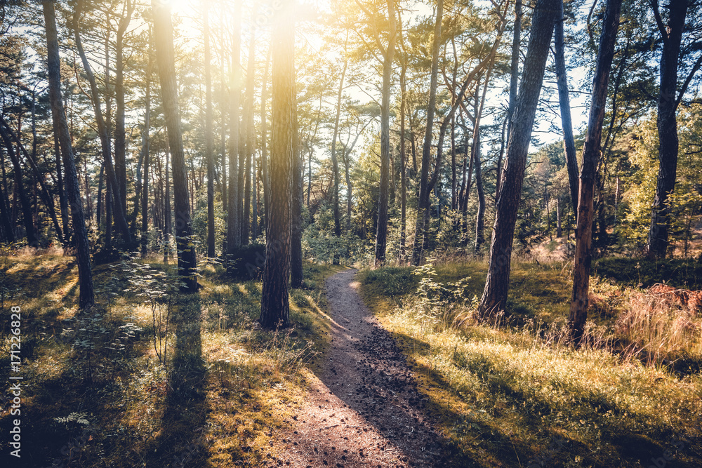 Fototapeta premium Beautiful scenery, sunset in the forest
