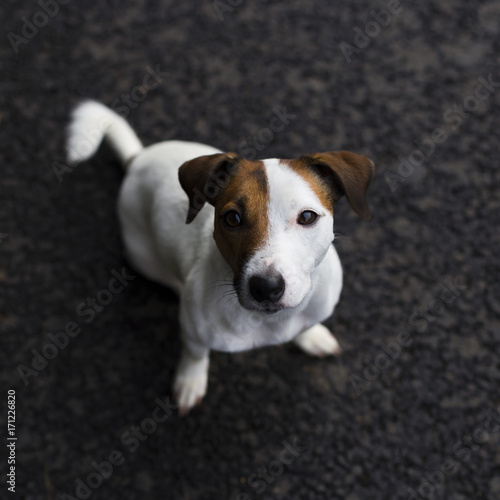 Jack Russell on the road