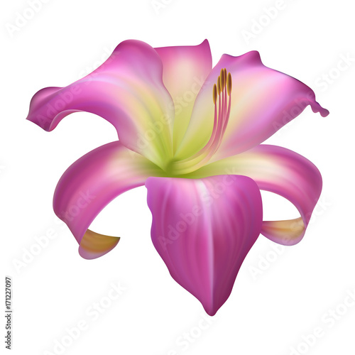 Fototapeta Naklejka Na Ścianę i Meble -  Realistic purple lily flower.