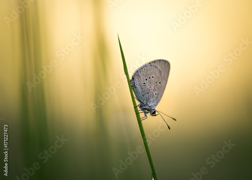 Papillon