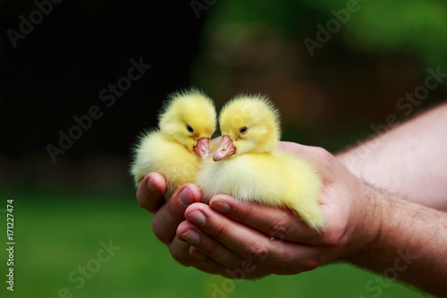 little yellow ducklings