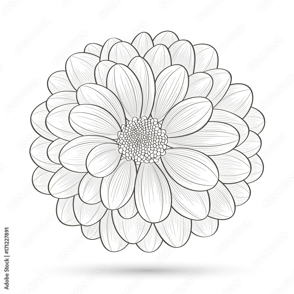 Hand-drawn flower chrysanthemum. Element for design. Abstract floral background. Hand-drawn flower chrysanthemum. Element for design. Abstract floral background.