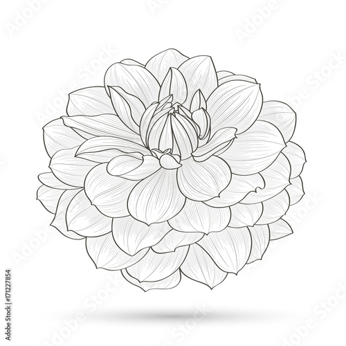 Fototapeta Naklejka Na Ścianę i Meble -  Hand-drawn flower dahlia. Element for design. Abstract floral background.
