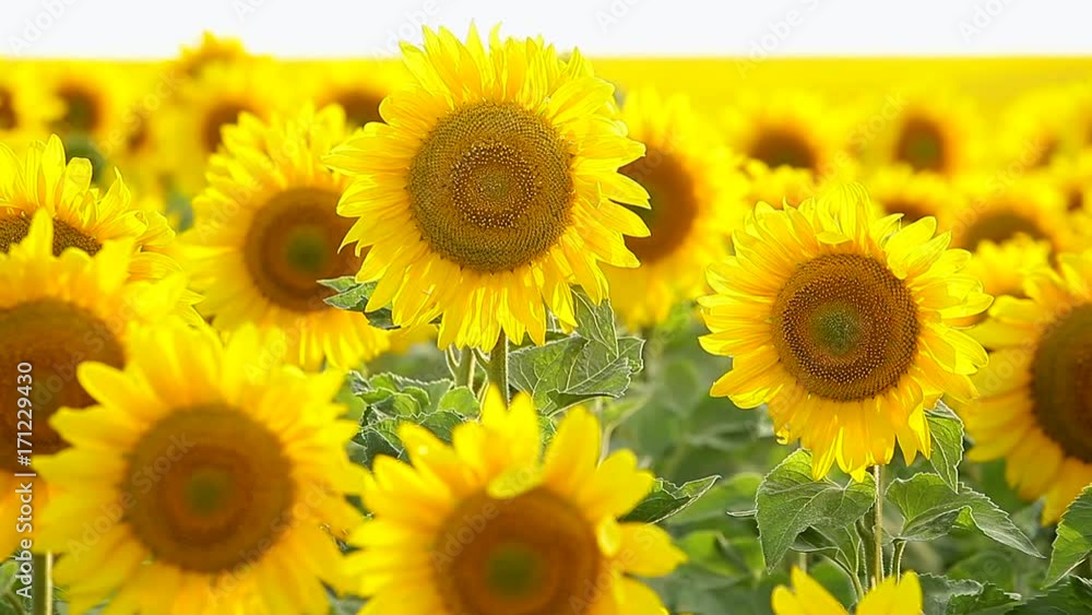 Flowers sunflower close-up, swaying in the wind Flowers sunflower close-up, swaying in the wind