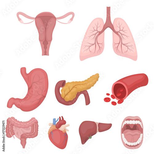 Organs set icons in cartoon style. Big collection of organs vector symbol stock illustration