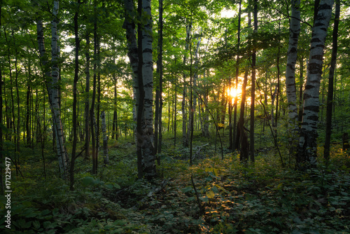 Fototapeta Naklejka Na Ścianę i Meble -  Sunset in the Forest