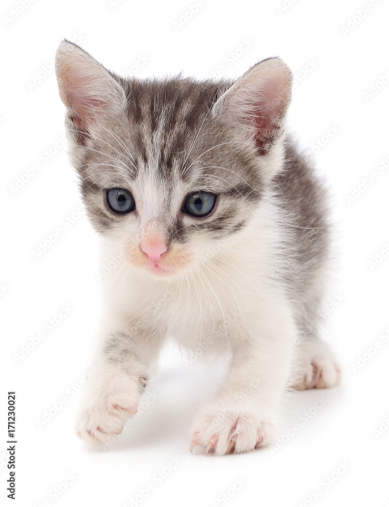 Small gray kitten.