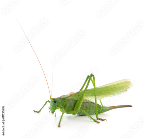 Green locust isolated © olhastock