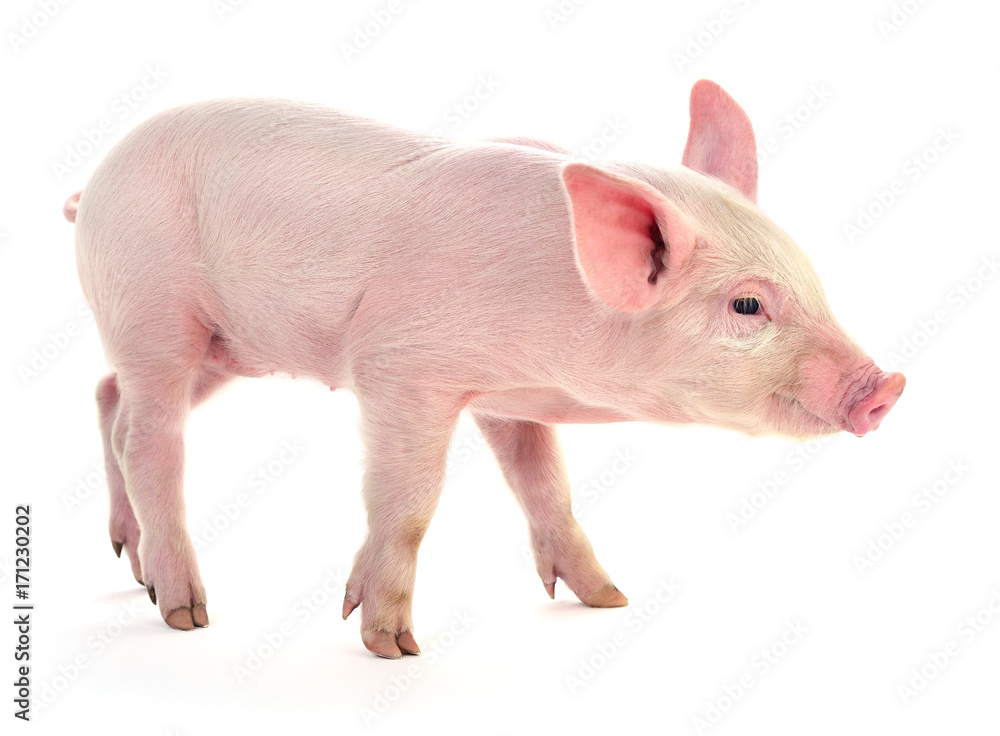 Pig on white. Pig on white.