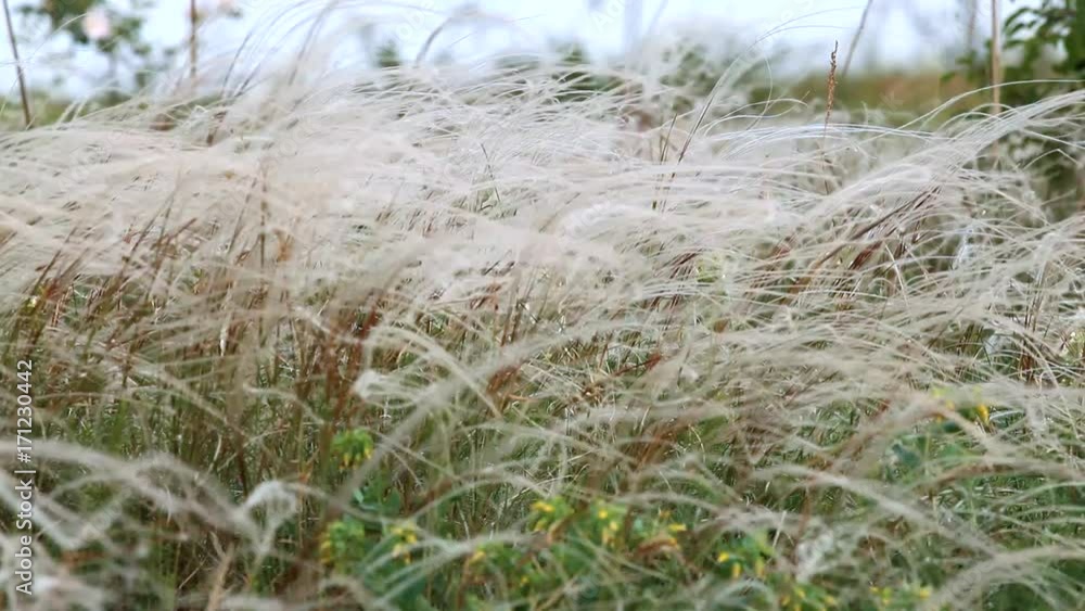 steppe feather grass swaying from light breath of wind steppe feather grass swaying from light breath of wind