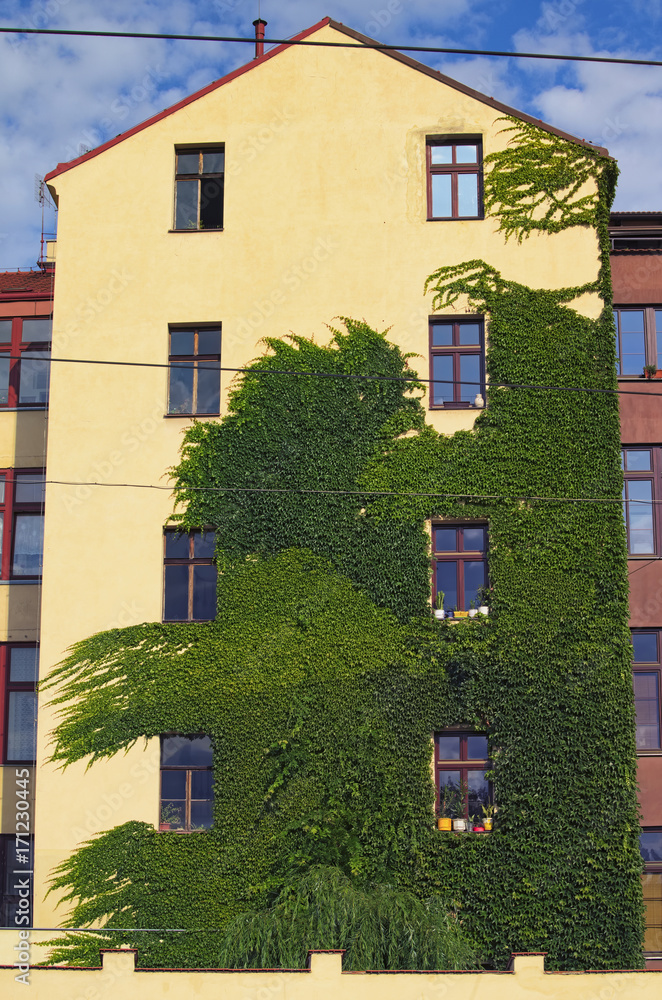 Fototapeta premium The natural decoration of the house in the form of a weaving ivy adds refinement to the facade of the house. Prague. Czech Republic