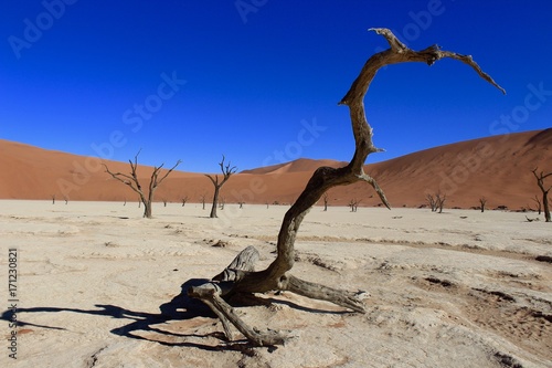 Dead Tree in Sossusvlei - Namibia