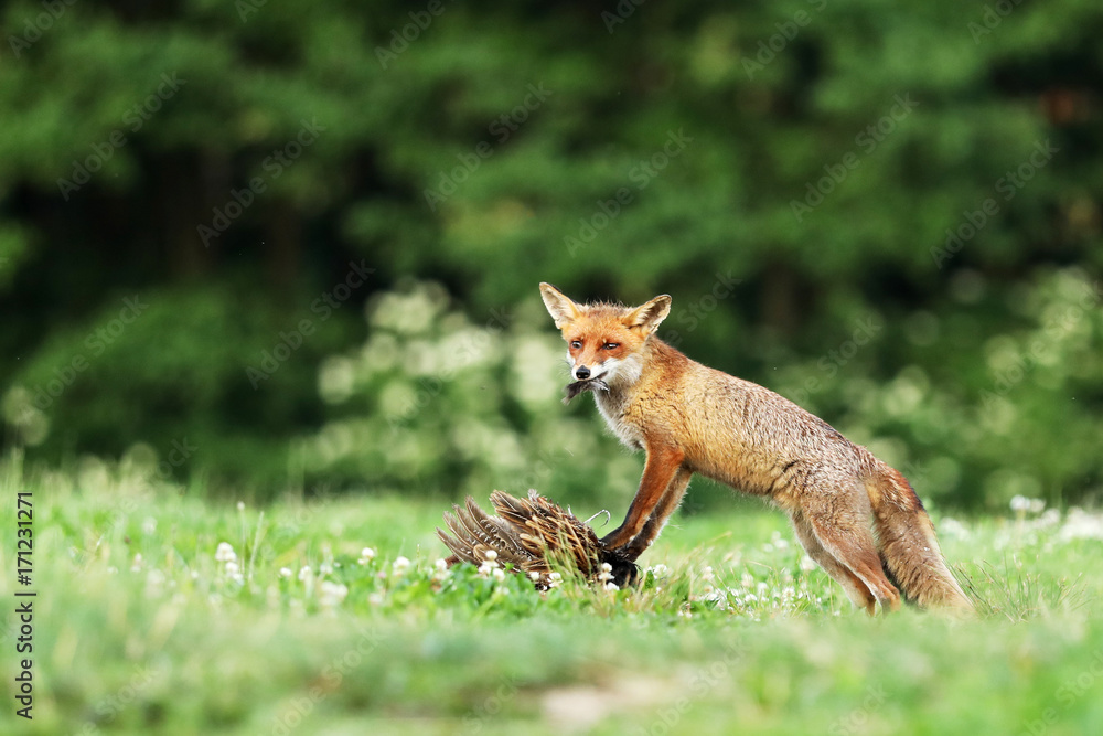 Adult red fox guarded catch bird on meadow in early morning - Vulpes vulpes