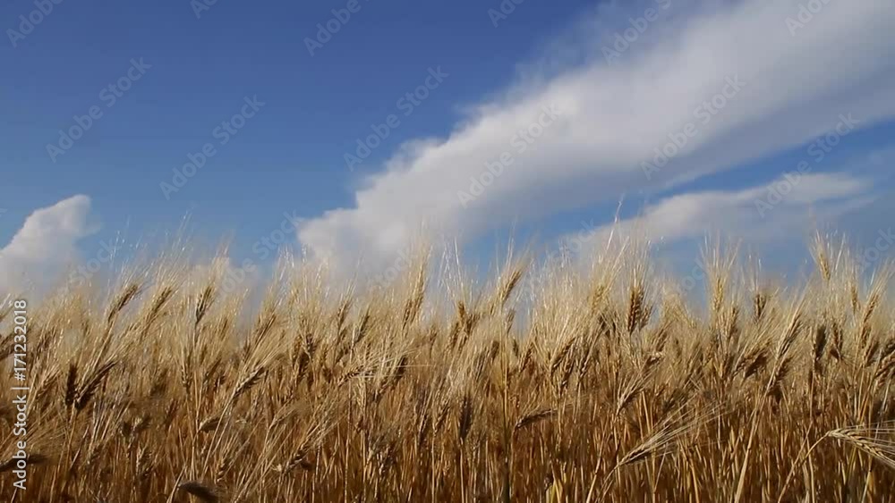 wheat closeup against blue, cloudy sky view from below wheat closeup against blue, cloudy sky view from below