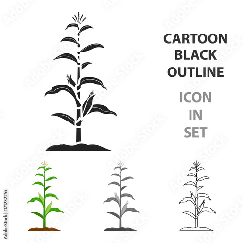 Corn icon cartoon. Single plant icon from the big farm, garden, agriculture cartoon.