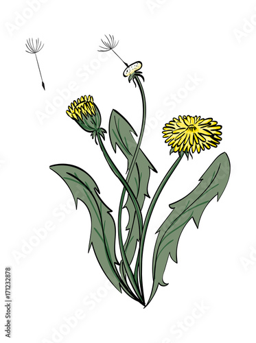 Fototapeta Naklejka Na Ścianę i Meble -  Dandelion