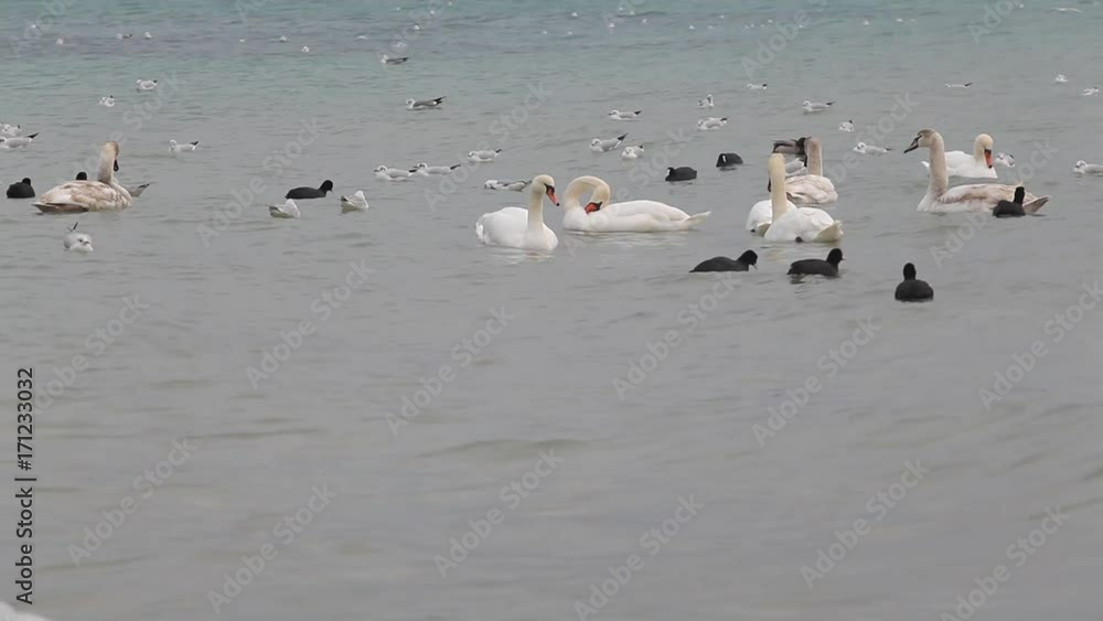 Swans, seagulls and ducks swimming close to the shore Swans, seagulls and ducks swimming close to the shore