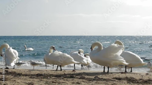 Swan flock against the sea