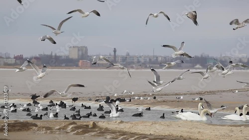 Swan flock to the coast and sea gulls flying in the sky against the sea