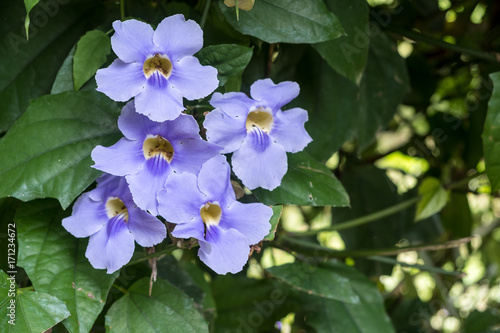 Violet orchids