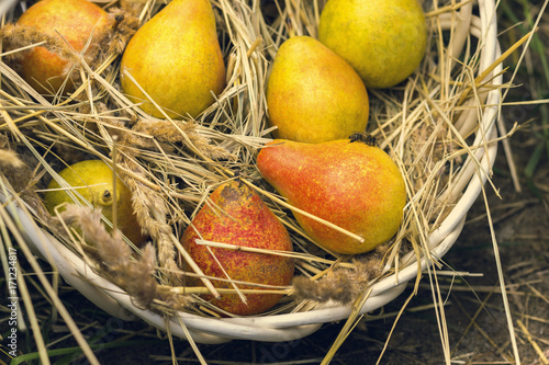 fresh pears in the basket with straw