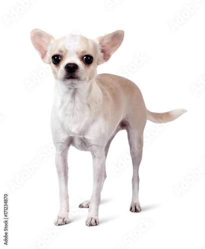 Chihuahua dog isolated on white background © dimj