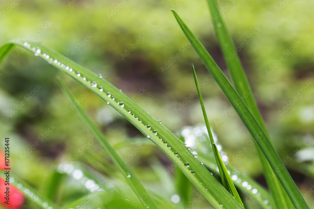 Drops of Water on green Leaves after Rain Drops of Water on green Leaves after Rain