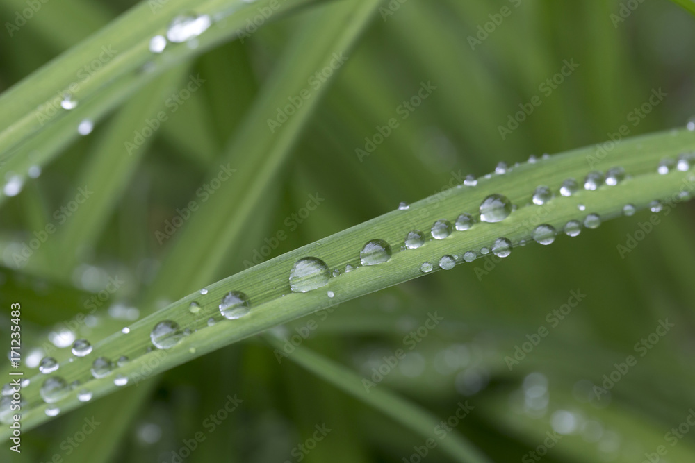 Drops of Water on green Leaves after Rain Drops of Water on green Leaves after Rain