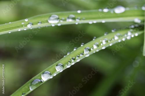 Drops of Water on green Leaves after Rain