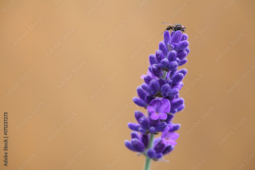 lavender lavender