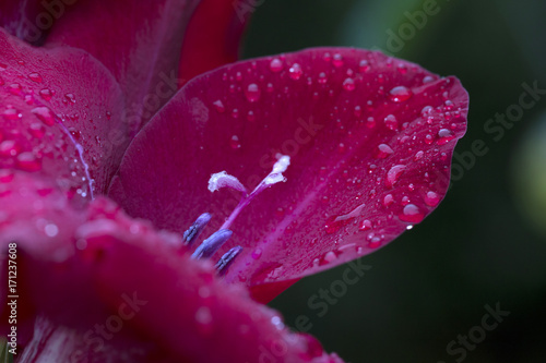 Fototapeta Naklejka Na Ścianę i Meble -  Detail of the red Gladiolus with Rain Drops