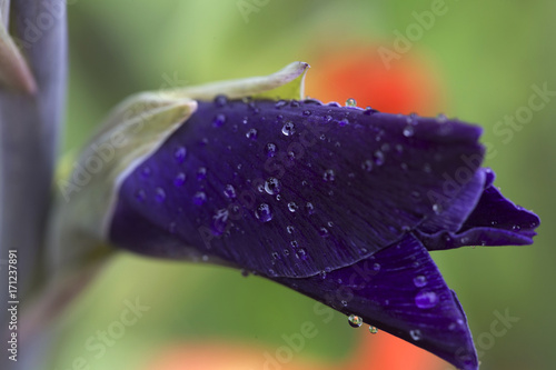 Fototapeta Naklejka Na Ścianę i Meble -  Detail of the violet Gladiolus with Rain Drops