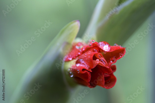 Fototapeta Naklejka Na Ścianę i Meble -  Detail of the red Gladiolus with Rain Drops