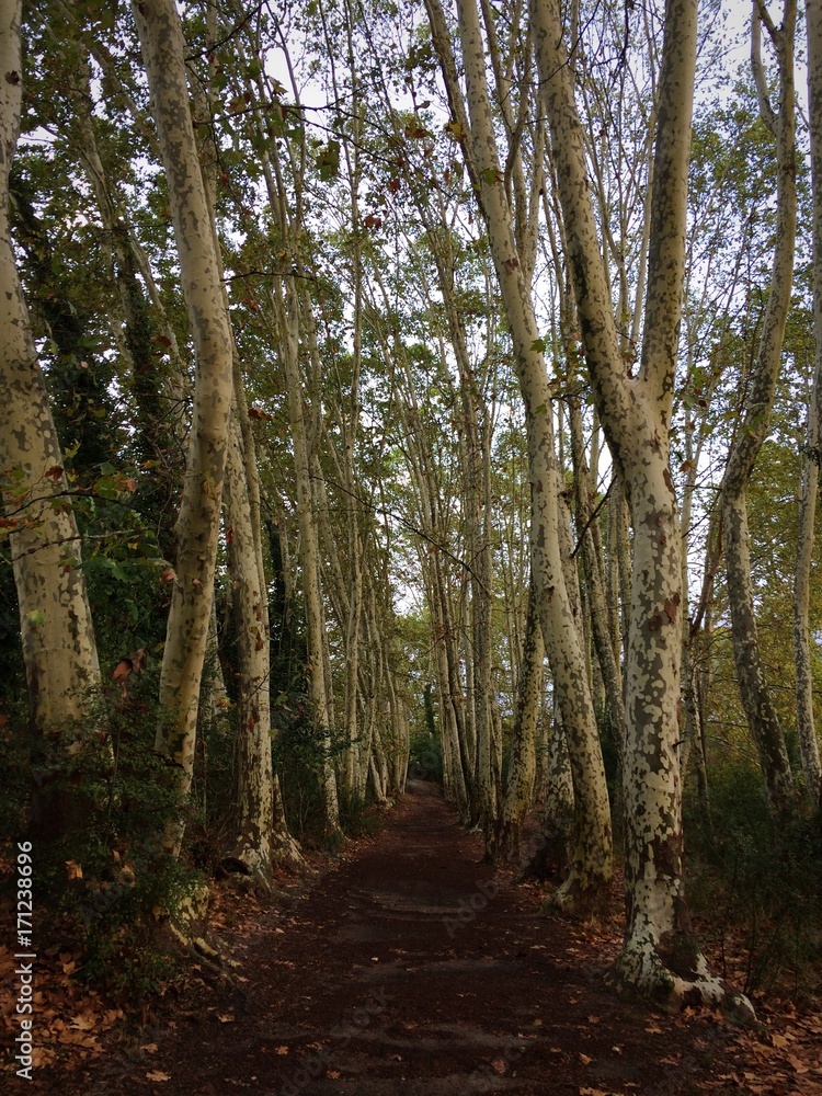 Obraz premium Gallecs