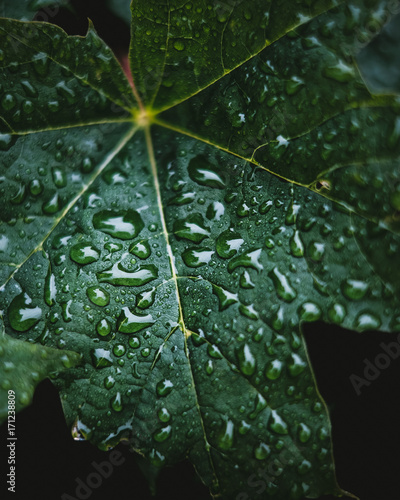 Regn droppar