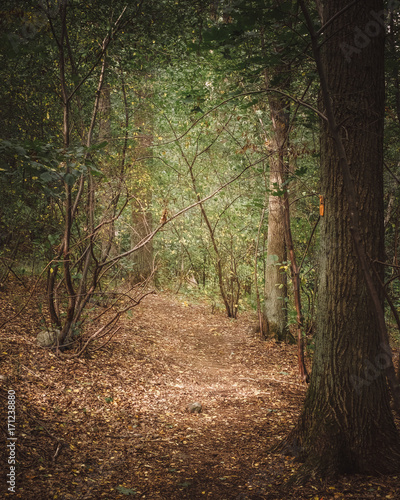 Magic forest