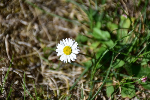 Mała biała stokrotka na tle wyschniętej trawy