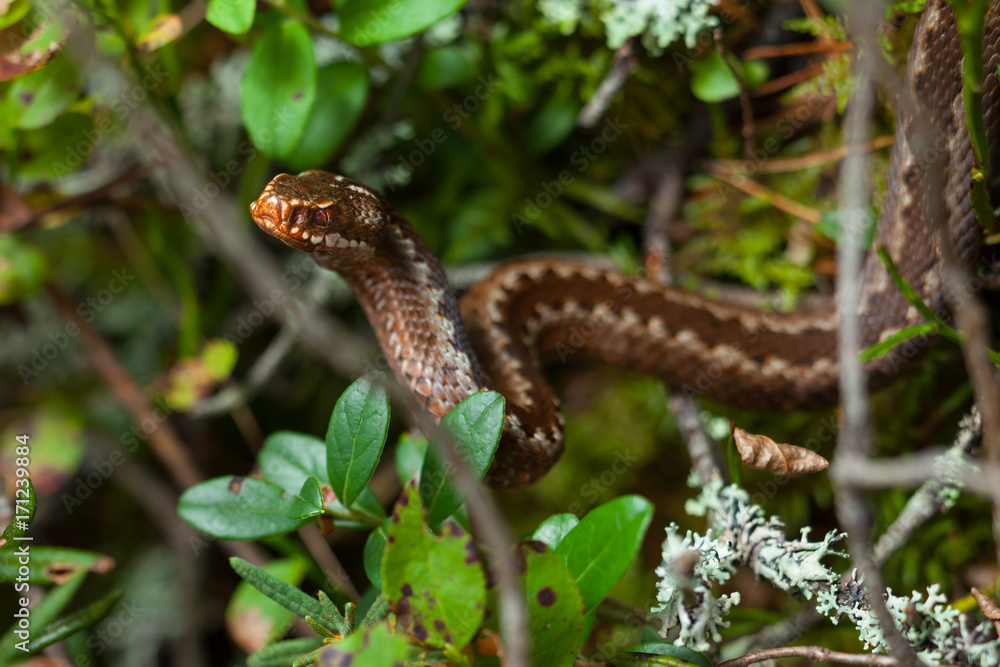 Fototapeta premium Young common European viper, adder, Vipera berus.