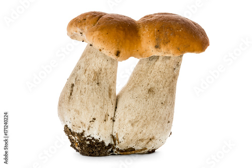 Boletus mushrooms isolated on white