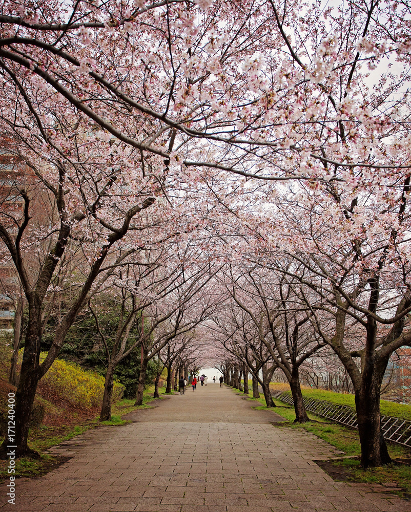 Hanami. Cherry Blossom season. Tokyo. Japan. Hanami. Cherry Blossom season. Tokyo. Japan.