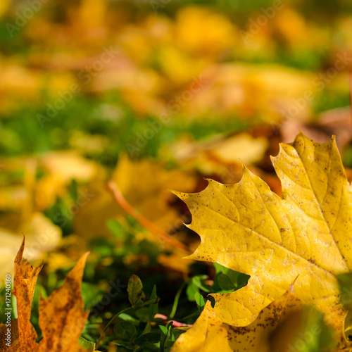 Beautiful autumn background with yellow maple leaves