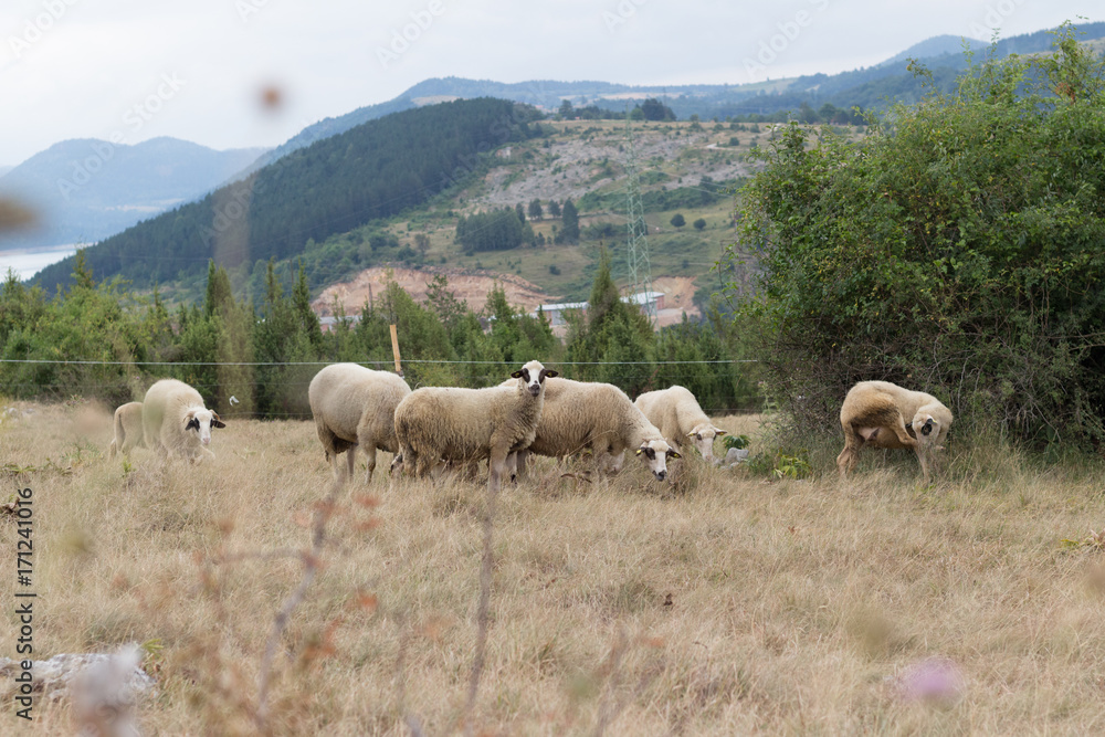 Livestock farm, flock of sheep eating Livestock farm, flock of sheep eating