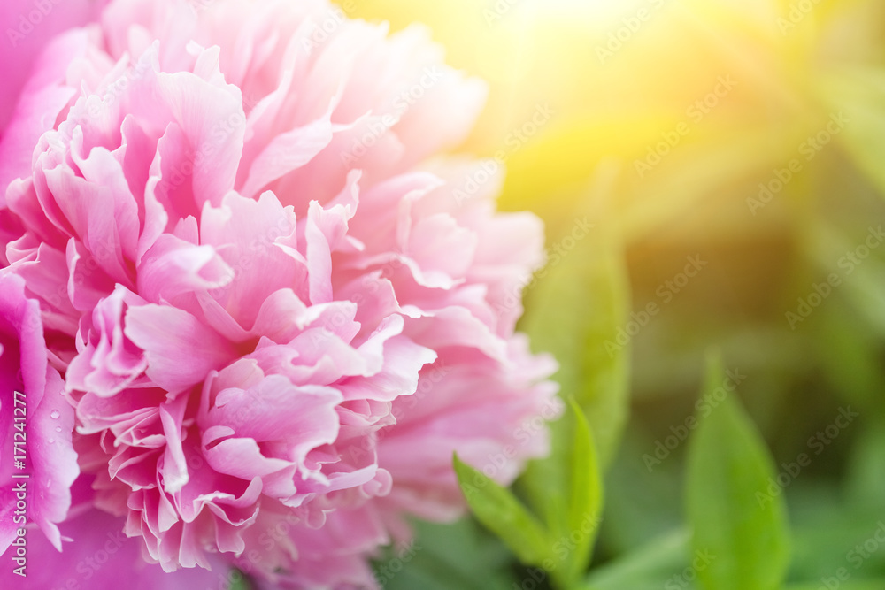 Blooming pink Peony. Beautiful pink Peonie flower. Peonies in the garden.